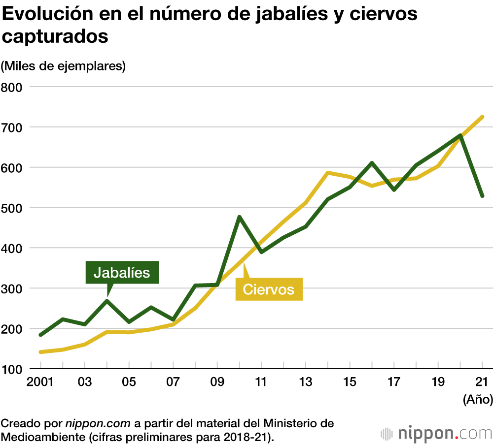 Evolución en el número de jabalíes y ciervos capturados