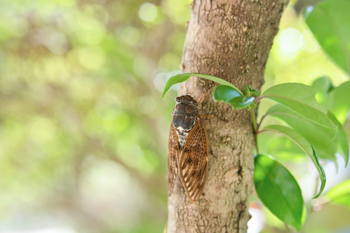An aburazemi cicada. (© Pixta)