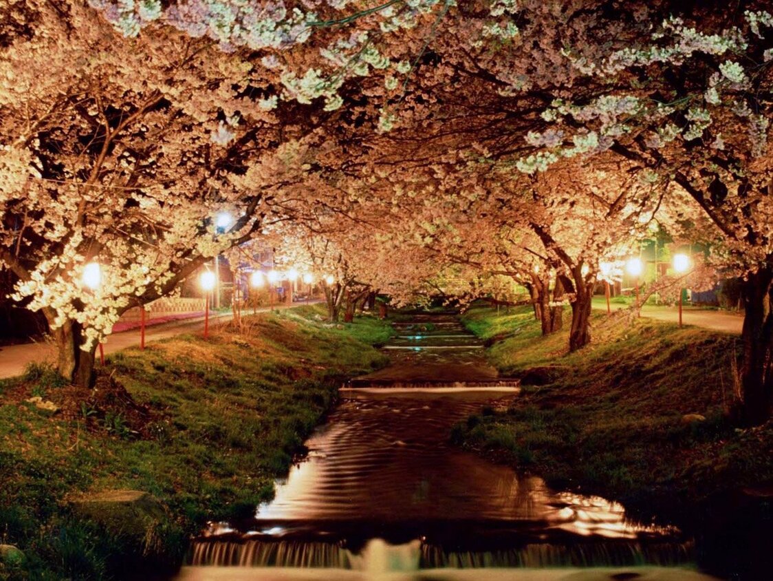 ライトアップされる夜はあでやかさを増す　写真提供：猪苗代町商工観光課商工観光係