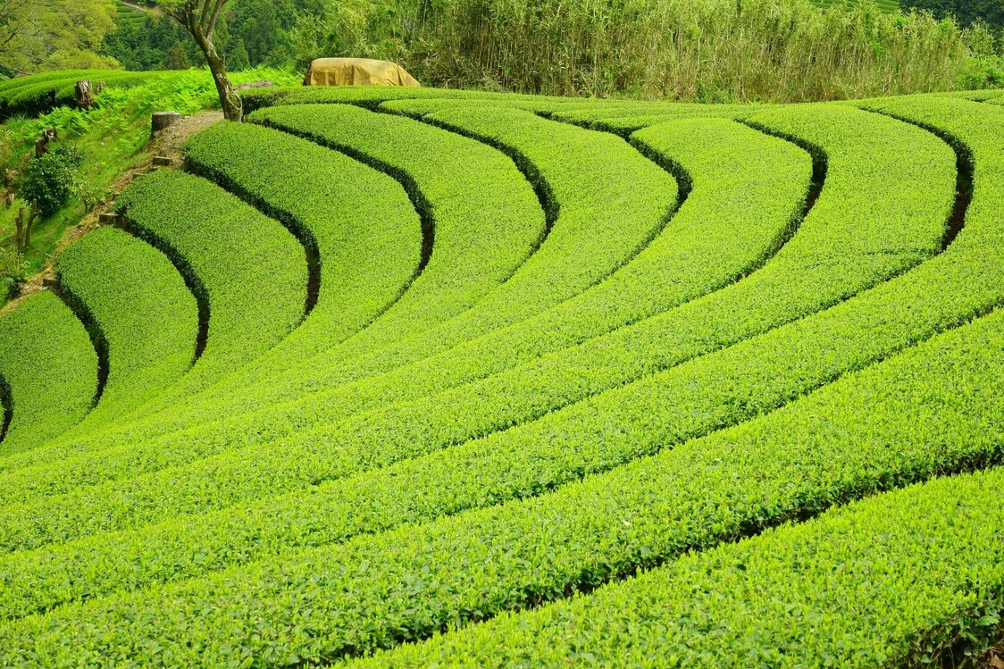 宇治市的茶园 ©PIXTA