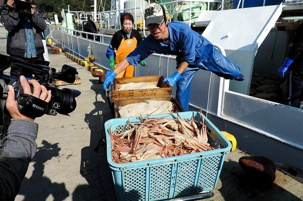 The snow crab season starts on November 6 every year. News reporters cover the first auction and headlines and television news shows trumpet the arrival of a winter delight.