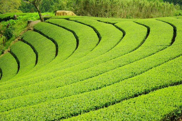 宇治市的茶园 ©PIXTA