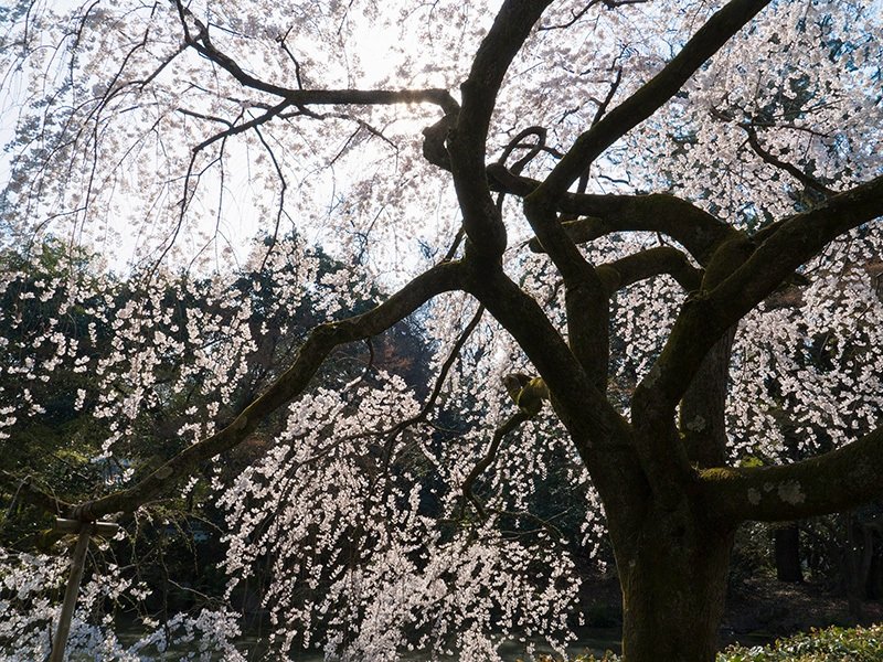 Itozakura visto desde abajo. Esta variedad destaca por sus hermosas flores y delicadas ramas.