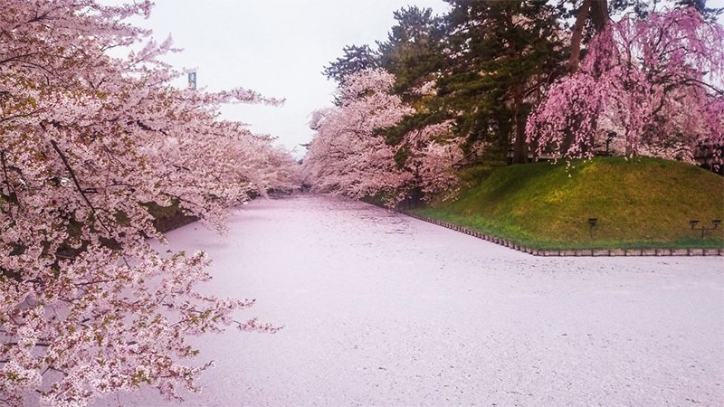Hanaikada, pétalos en el agua. (cortesía de la Asociación de Turismo y Convenciones de Hirosaki.)
