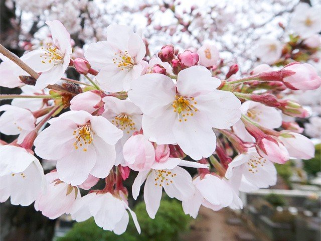 ‘染井吉野’の花。薄い淡紅色の花弁は日本人が好む色合い（筆者撮影）
