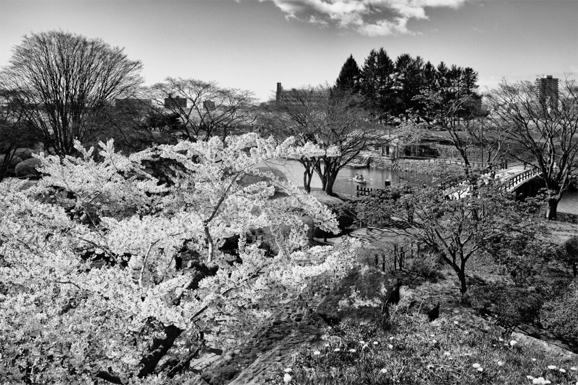 五稜郭公園の満開の桜（2021）