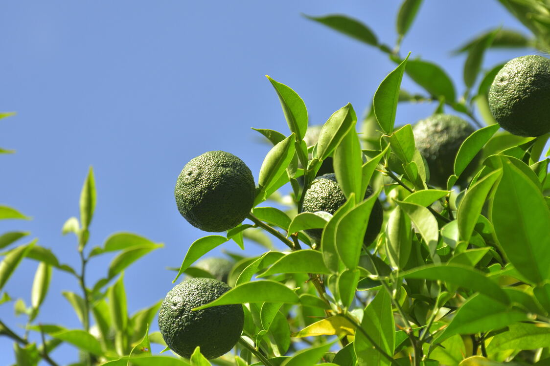 Yuzu verde.