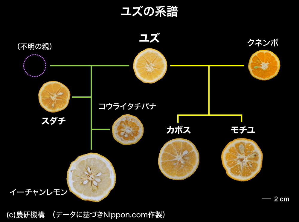 料理の名脇役：日本の香酸かんきつユズ、スダチ、カボス