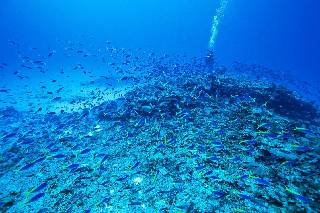 水深30メートルでグルクンの仲間のウメイロモドキに囲まれる