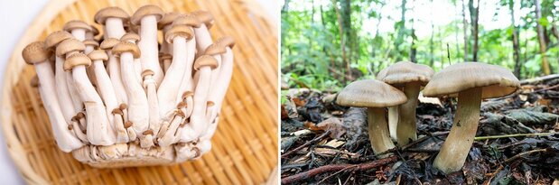 人工栽培(左)、ハタケシメジ