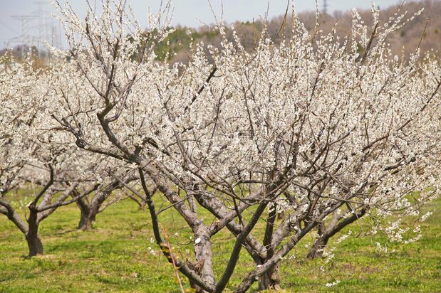 梅ロードでは1万本以上の梅の木が花を咲かす　写真提供：一般社団法人 郡山市観光協会