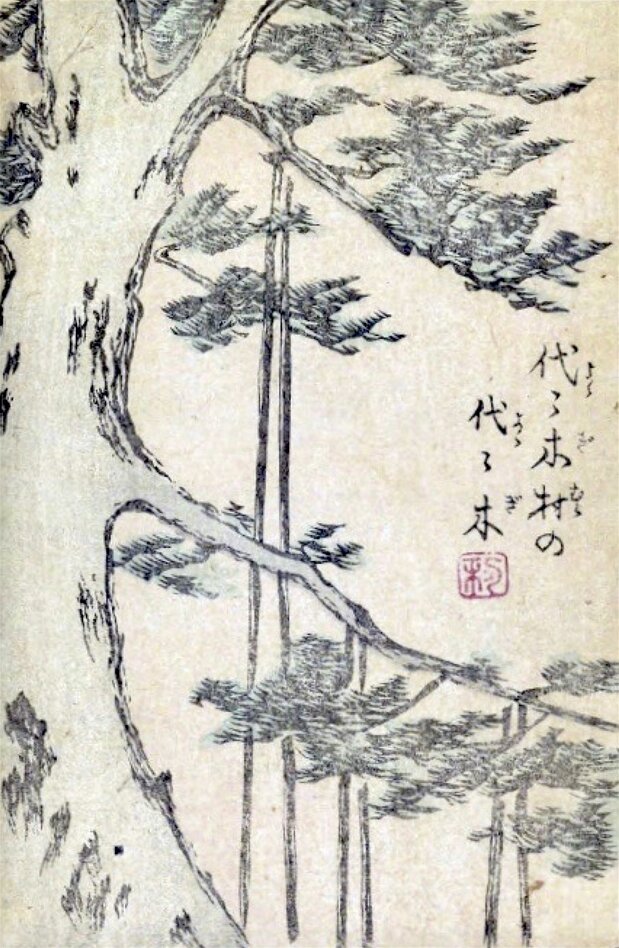 « Le sapin du village de Yoyogi, transmis de génération en génération », considéré comme l’une des origines possibles du nom Yoyogi. Extrait de « Souvenirs illustrés d’Edo » (Ehon Edo miyage). (Collection de la Bibliothèque nationale de la Diète)