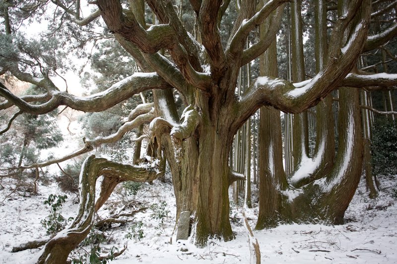 En busca de los árboles gigantes: 8. Latiendo bajo la nieve
