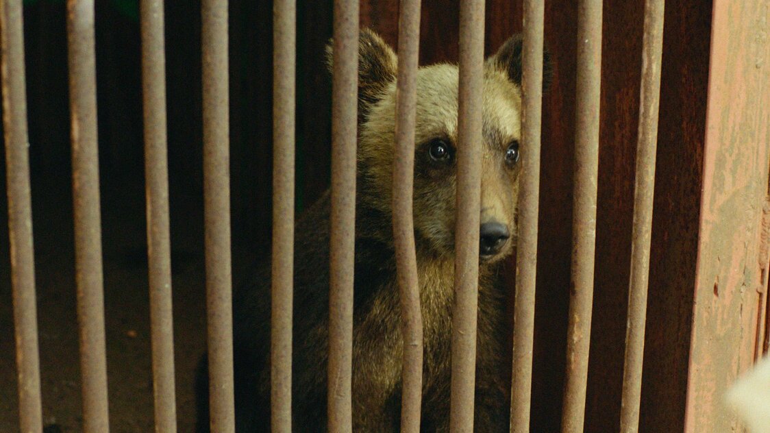 Pourquoi Debo élève-t-il un ourson ? Le film se penche en profondeur sur les traditions spirtuelles des Aïnous. (© Ainu Mosir LLC/Booster Project)