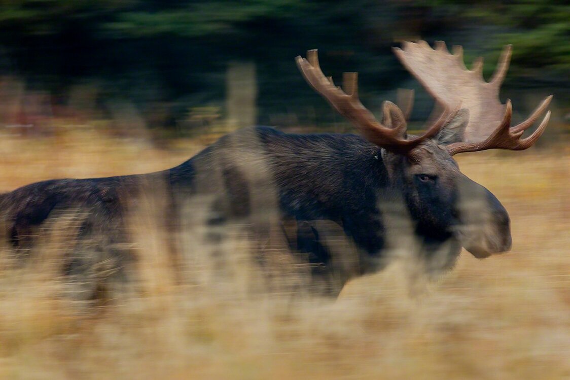 A bull moose called close by my imitation of a cow’s call. (2011)