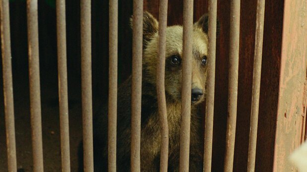 ¿Por qué mantiene Debo una cría de oso como mascota, en secreto? La historia llega al corazón de la cultura espiritual de Ainu. ©AINU MOSIR LLC/Booster Project