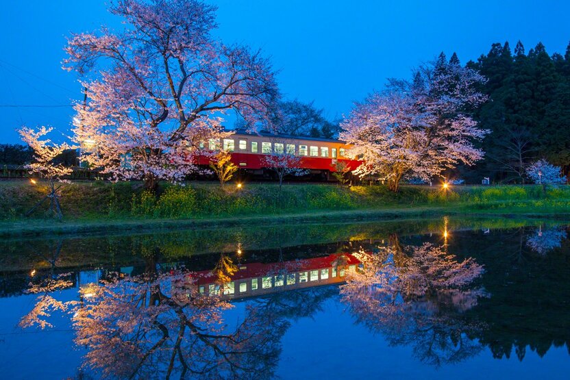 小湊鐵道・飯給(いたぶ)駅の桜ライトアップ(千葉県)。