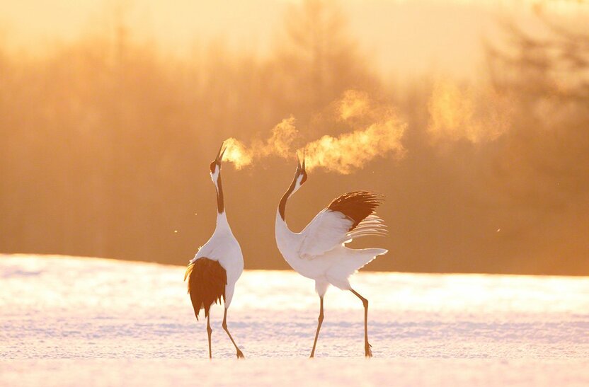寒い朝、朝日を浴び鳴き合をするつがい(1月)