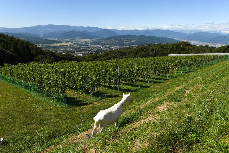 La « Villa d'Est Gardenfarm and Winery » de la Chikumagawa Wine Valley située à Tômi, dans la préfecture de Nagano. La terrasse alluviale qui abrite le vignoble bénéficie d'un ensoleillement optimal, idéal pour la culture de la vigne.