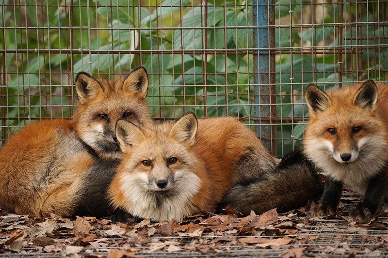 El aspecto del pelaje de los zorros en verano hace que parezcan más esbeltos en comparación con el invierno, época en la que lucen como una bola esponjosa. Imagen cortesía de Zaō Kitsune-mura.