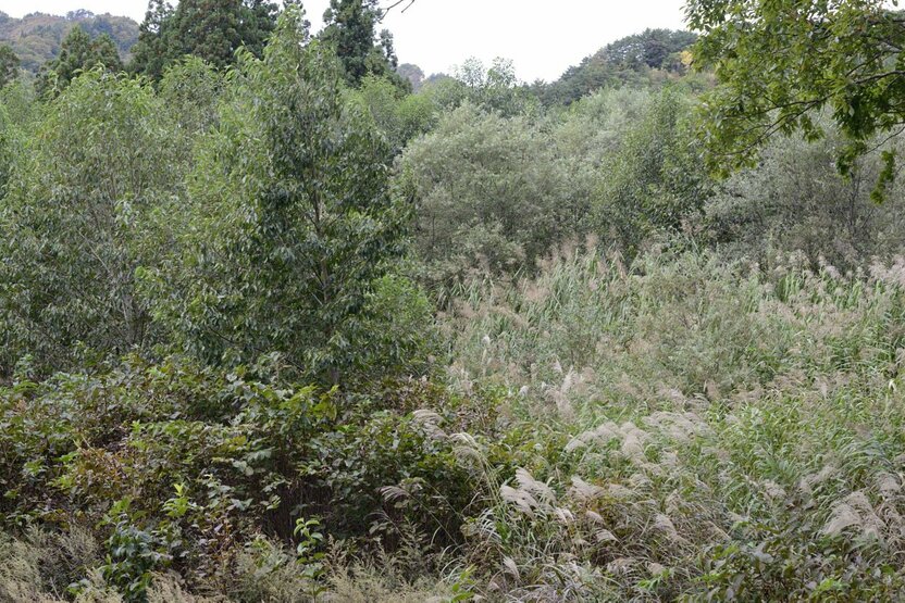 荒地となった耕作放棄地。わずか30年前まではここに水田があり、周囲には農村集落があった