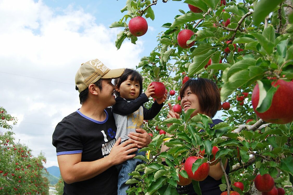 Picking apples. (© Miharashi Farm)