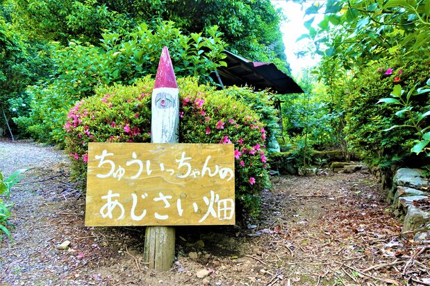あじさい山の入口に立つ木彫り人形の看板。作者は近所に住む造形作家の友永詔三さん 撮影:天野久樹