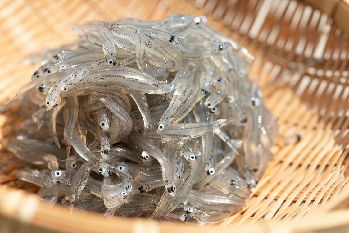 生鮮吻仔魚（靜岡縣觀光協會提供）