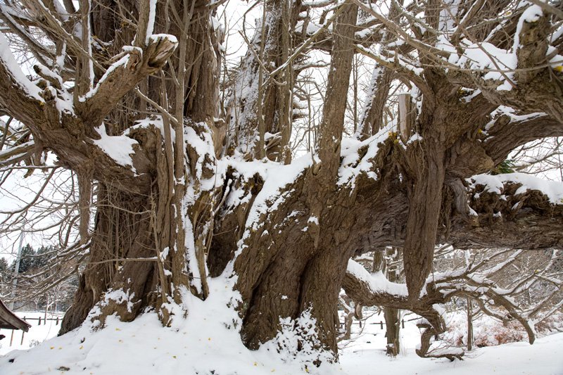 En busca de los árboles gigantes: 8. Latiendo bajo la nieve