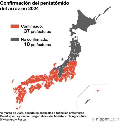 Confirmación del pentatómido del arroz en 2024
