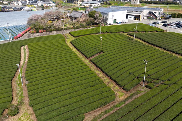 Les plantations de thé à Yame, préfecture de Fukuoka, avant d’être recouvertes pour la production de tencha. (Avec l’aimable autorisation de Ôishi Tea Factory)