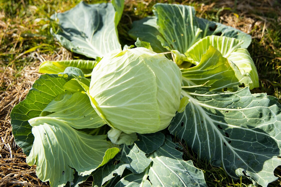 採れたての「極（きわみ）キャベツ」も芯まで甘い