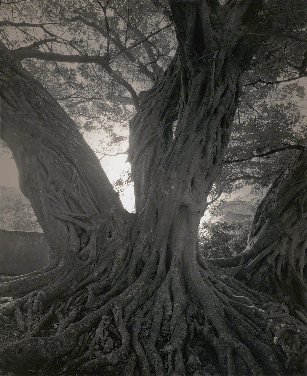 Depictions of Eros and Thanatos: Sacred Trees of Shintō Shrines Through the Lens of Ōsaka Hiroshi