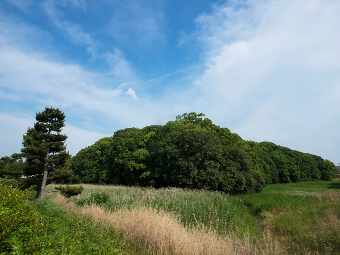 北西から允恭天皇陵古墳を望む。堀のアシが茶色く染まる12月が特に美しいという