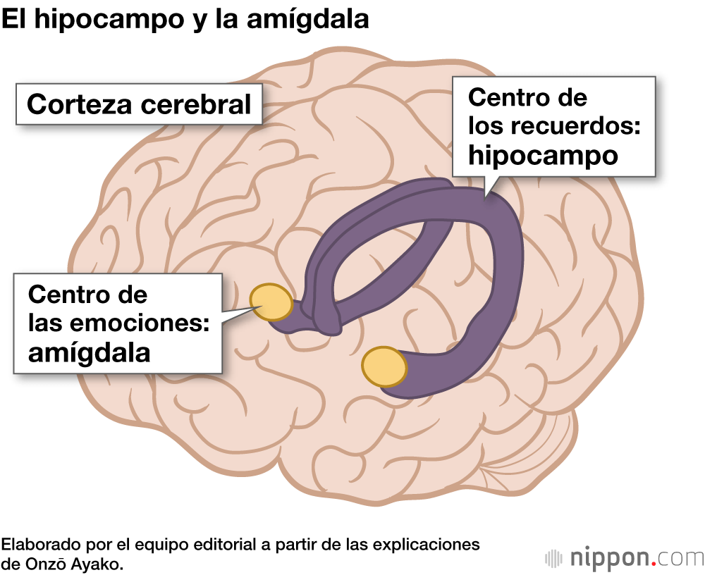 El hipocampo y la amígdala
