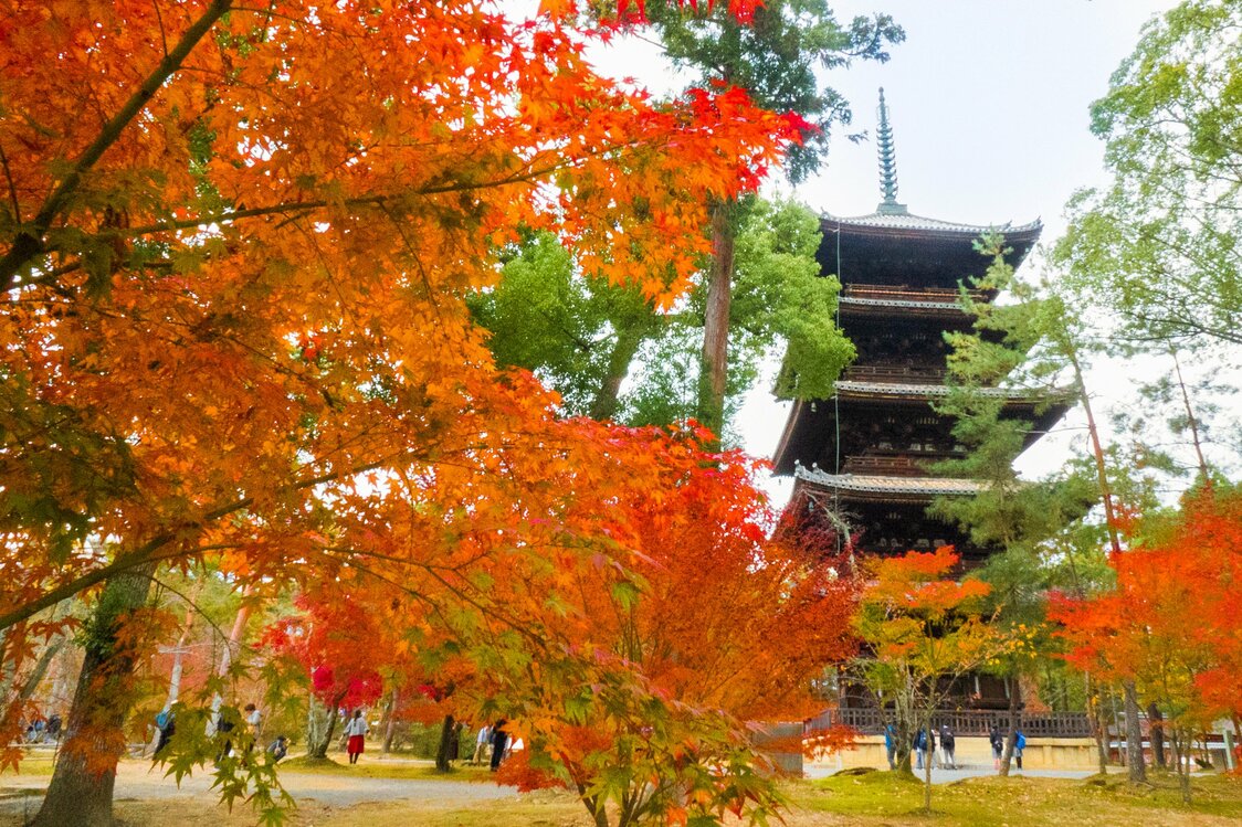 仁和寺の境内は紅葉時期も風情がある