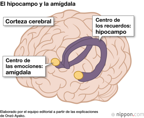 El hipocampo y la amígdala