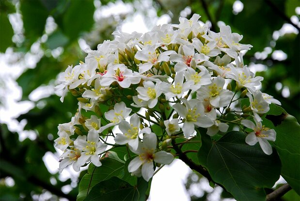 油桐花