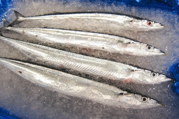 豊洲に入荷した2022年の初サンマ。約110グラムと小ぶりで細身だ 写真:筆者提供
