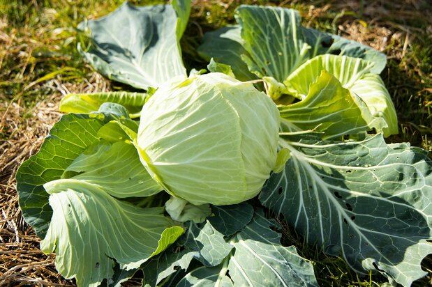 採れたての「極（きわみ）キャベツ」は芯まで甘い。加熱すると、さらに甘みが増すという