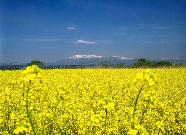 菜の花畑と蔵王連峰 写真提供:角田市産業建設部商工観光課
