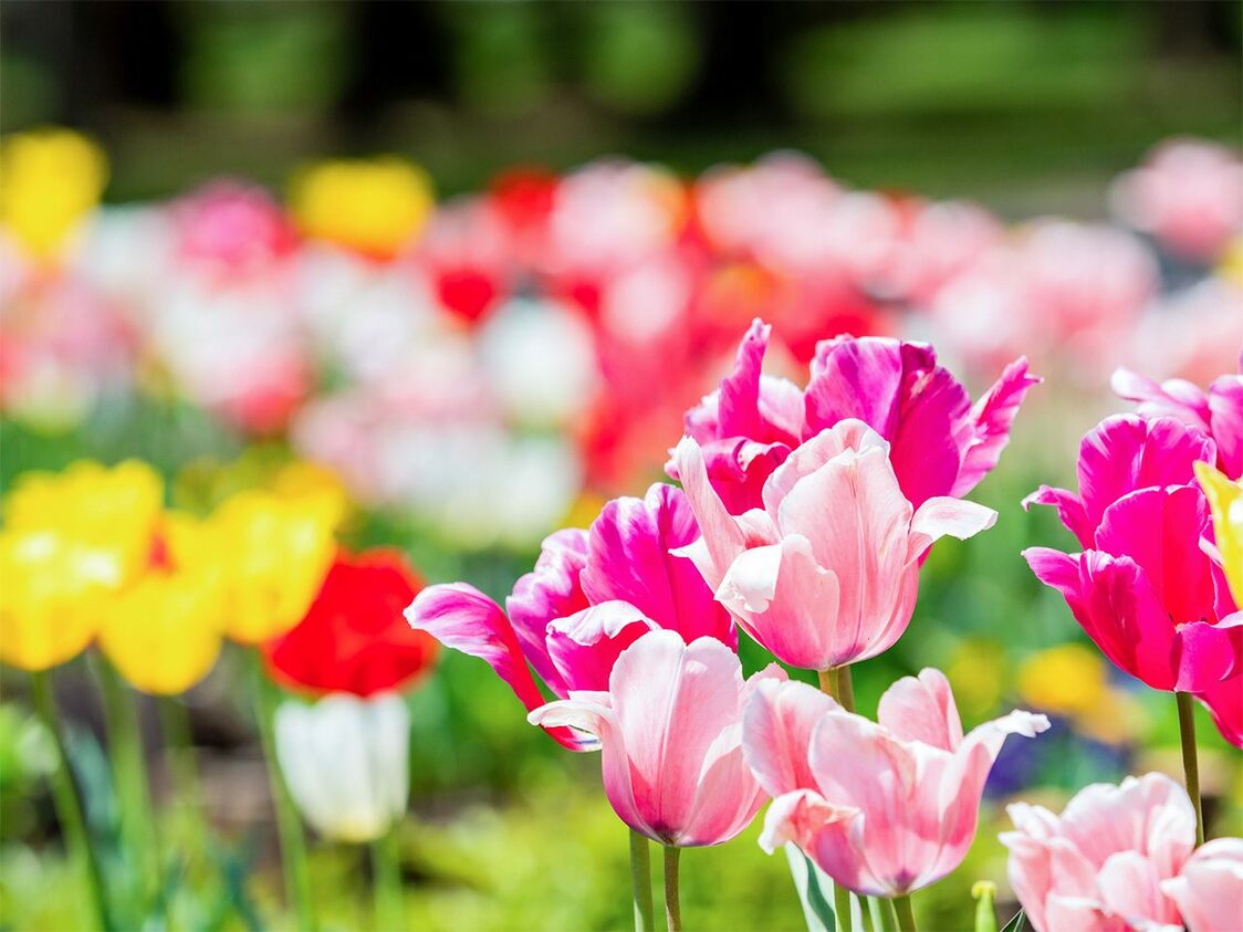 Tulipes en fleur (Pixta)