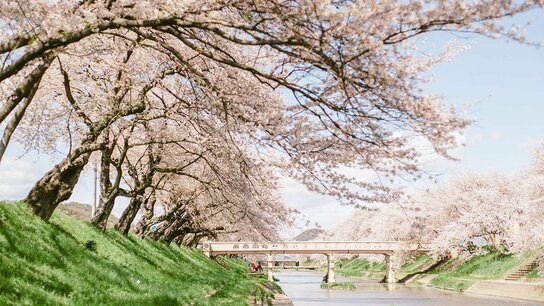 【赏樱名胜百选】岐阜 新境川堤百十郎樱
