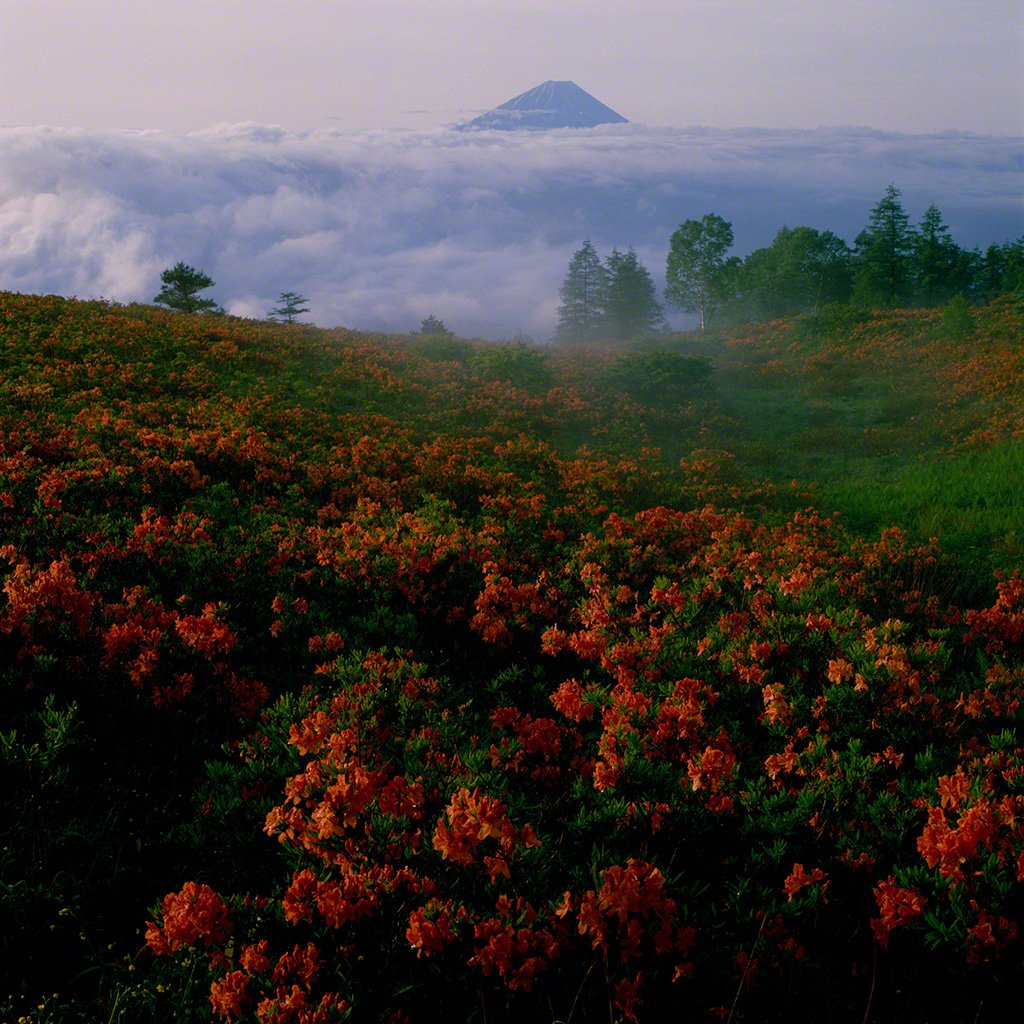 Blooming azaleas in the foothills of Mount Fuji (July)