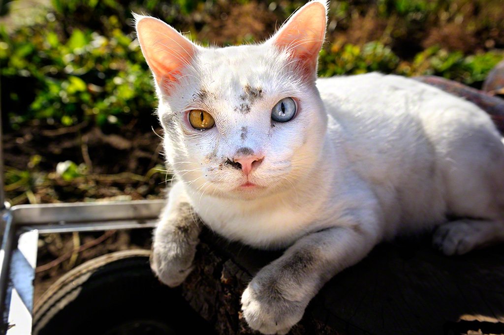 [Фото] Бабушка и кот: радость каждого дня