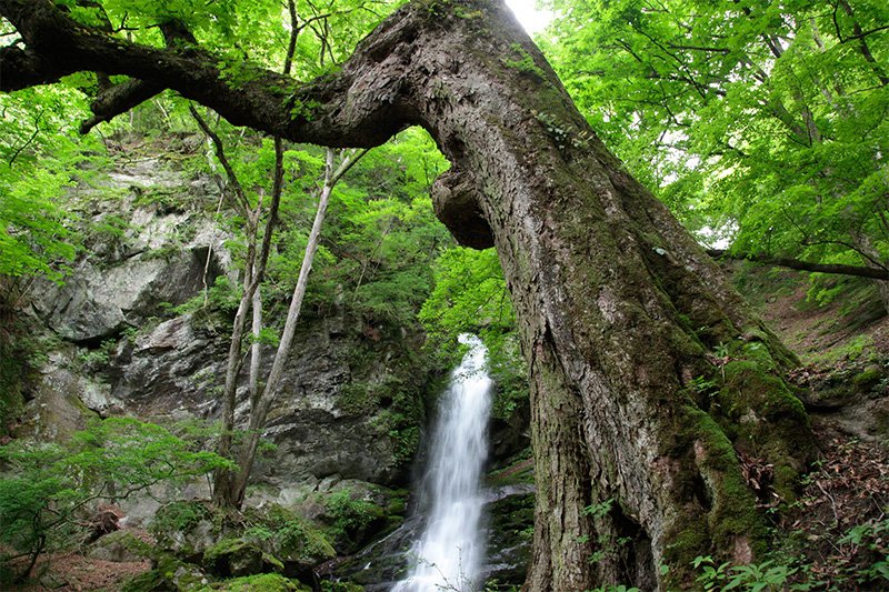 巨樹をたずねて②～夏到来