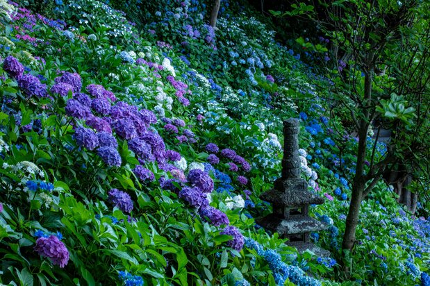 长谷寺的“绣球花小路”上，约有2500株绣球花在斜坡上竞相盛开。参观此处需另付入场费