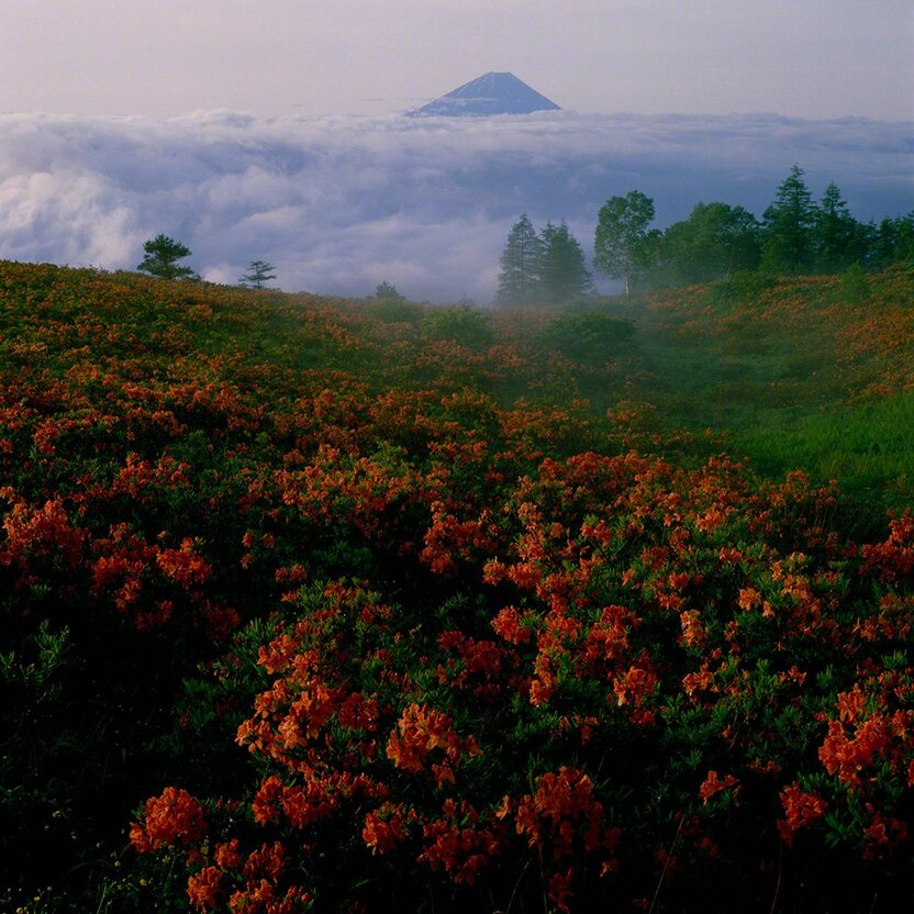 Blooming azaleas in the foothills of Mount Fuji (July)