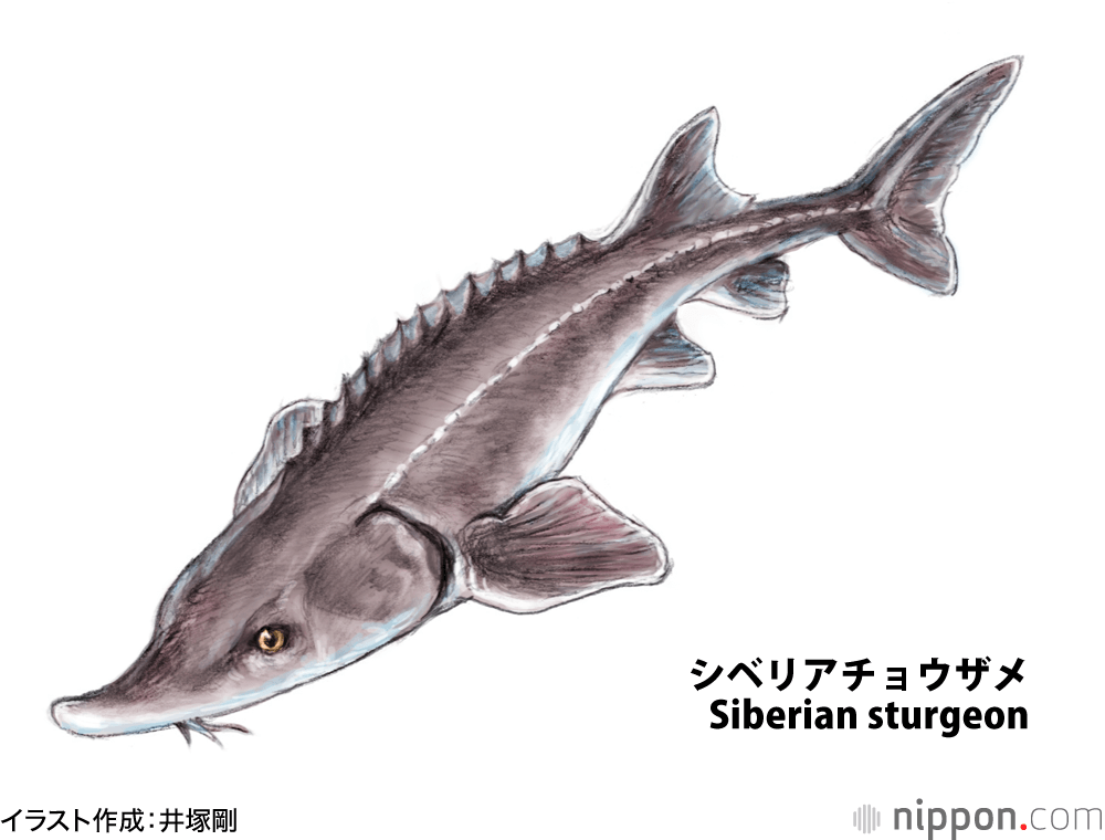 シベリアチョウザメ