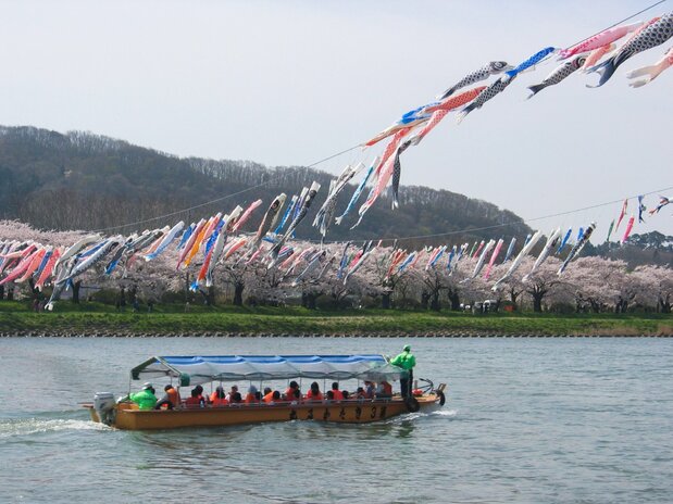 乘船游览,北上川上樱花花瓣飞舞,鲤鱼旗随风飘扬 ※借用图片(北上观光行业协会)